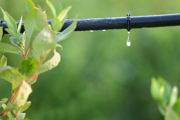 Niewielu rolników chce dotacji na nawadnianie upraw; fot. shutterstock.com Niewielu rolników chce dotacji na nawadnianie upraw
