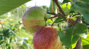 Ochrona sadów w lipcu – owocówka jabłkóweczka, zwójki, bawełnica korówka