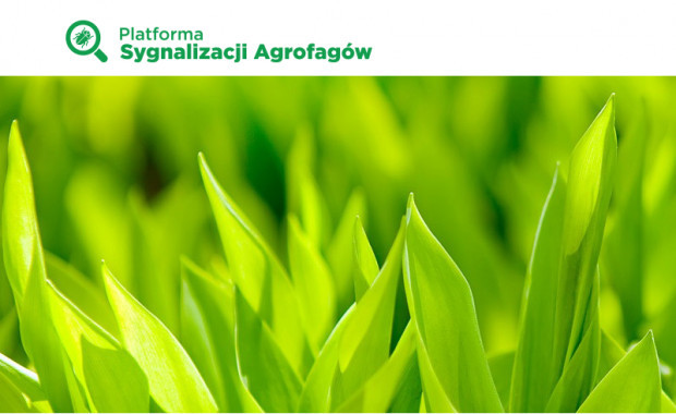 Od 1 marca 2020 roku Platformę Sygnalizacji Agrofagów odwiedziło ponad 30 000 osób/ FOT. materiały prasowe Platforma Sygnalizacji Agrofagów – pomocne narzędzie w określaniu potencjalnych zagrożeń