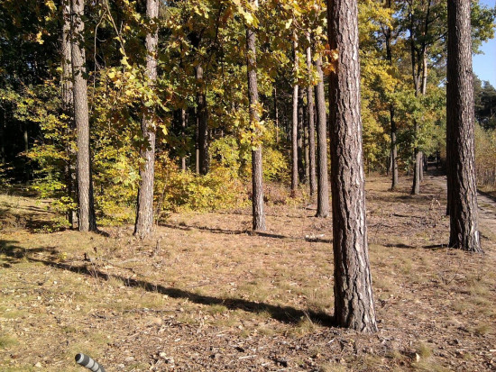 Zwiększone zagrożenie pożarowe w lasach w kilku miejscach w kraju/ fot. pixabay IBL: zwiększone zagrożenie pożarowe w lasach w kilku miejscach w kraju