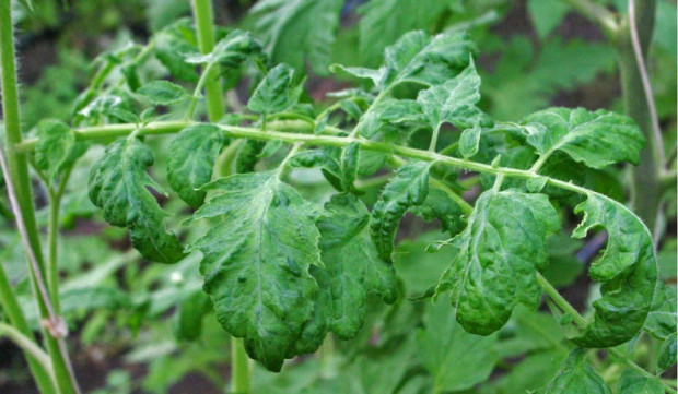Objawy spowodowane przez Tomato mottle mosaic virus na liściach pomidora: mozaika, plamistość i deformacja liści/ FOT. www.plantmanagementnetwork.org ToMMV – zagrożenie dla upraw pomidora, papryki i oberżyny w Polsce