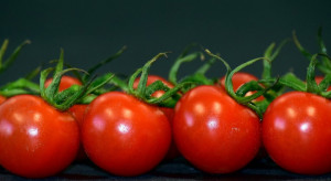 Niemcy ograniczyły import pomidorów z Włoch i Francji
