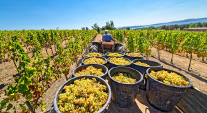 Włochy: zagrożone winobranie z powodu norm sanitarnych dla robotników sezonowych