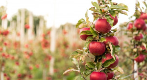 GUS: Zbiory owoców z drzew będą o ok. 5% wyższe od ubiegłorocznych