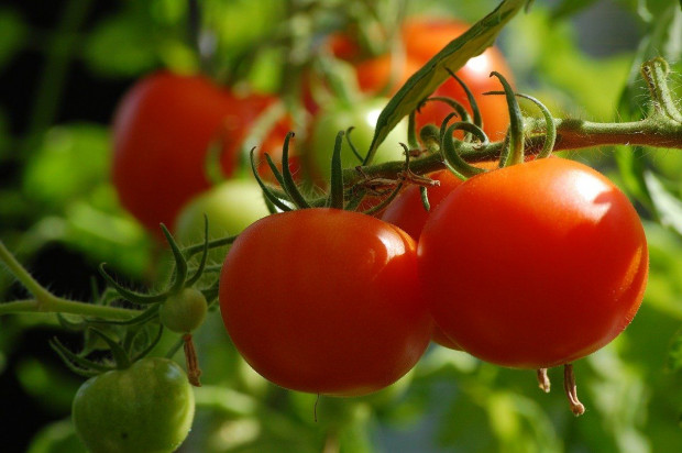 Przewiduje się zwiększenie produkcji wszystkich podstawowych gatunków warzyw gruntowych w stosunku do poprzedniego sezonu z wyjątkiem pomidorów gruntowych/ Fot. pixabay GUS: Warzyw będzie więcej niż rok temu, z wyjątkiem pomidorów gruntowych