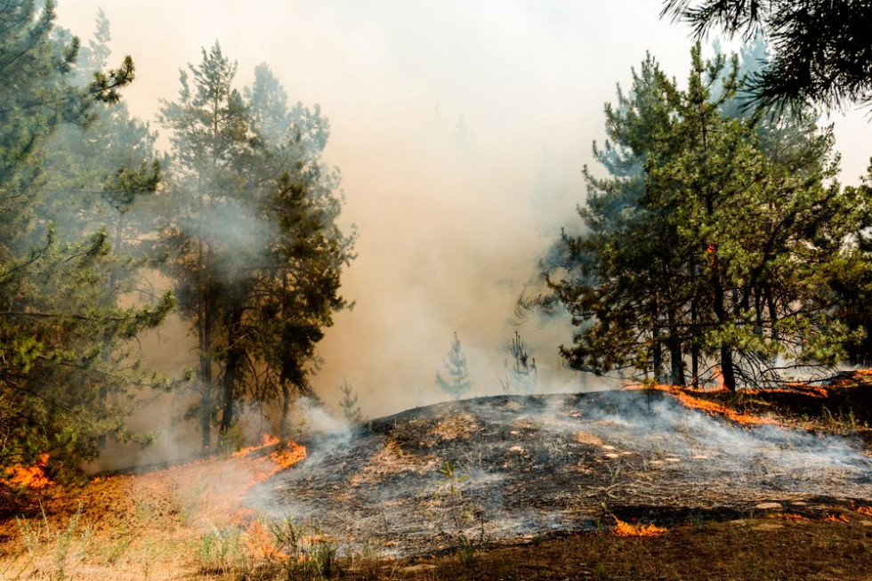 Duże pożary lasów w północnej i środkowej Portugalii; płoną też uprawy i łąki