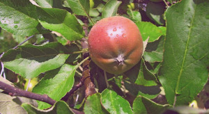 Ceny jabłek z przerywki dochodzą do 50 gr/kg
