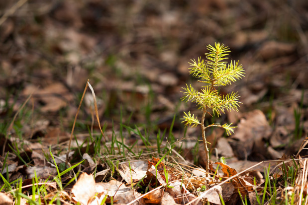parcie w ramach poddziałania skierowane jest do właścicieli lasów prywatnych/ fot.shutterstock Rozpoczął się nabór wniosków na wsparcie dla właścicieli lasów prywatnych
