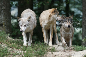 Warmińsko-mazurskie: Hodowcy otrzymają fladry do odstraszania wilków