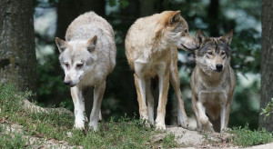 Warmińsko-mazurskie: Hodowcy otrzymają fladry do odstraszania wilków