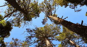 Podkarpackie: Niecodzienne okazy drzew w nadleśnictwach