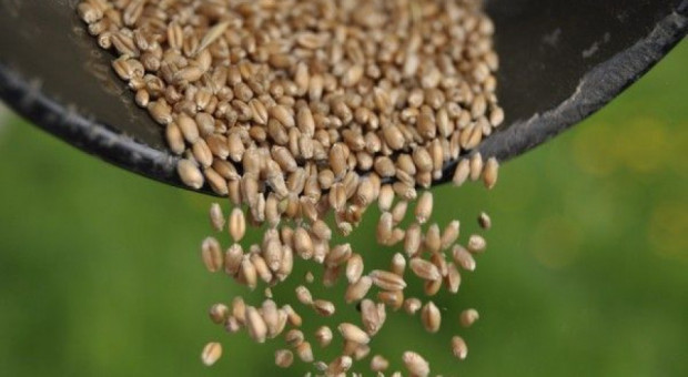 Rośliny wyhodowane z nasion niewiadomego pochodzenia to poważne zagrożenie dla naszych upraw rolniczych/ fot. farmer IOR-PIB: Tajemnicze nasiona z Chin mogą być zagrożeniem dla upraw