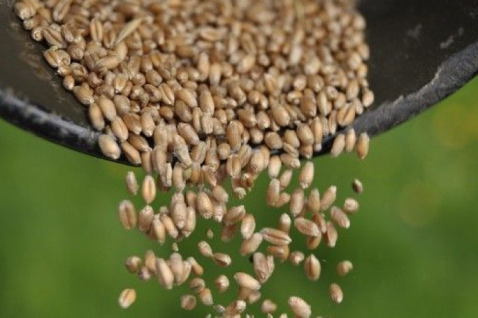 IOR-PIB: Tajemnicze nasiona z Chin mogą być zagrożeniem dla upraw