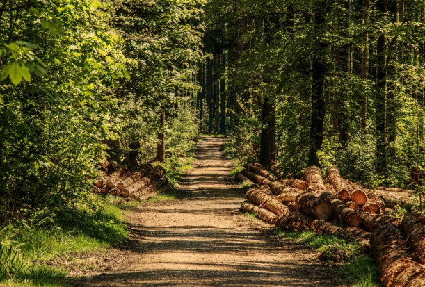 W ubiegłym roku uszkodzone przez korniki drewno stanowiło ponad dwie trzecie całkowitego wyrębu / fot. pixabay Susza i inwazja korników szkodzą niemieckim lasom