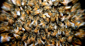 UR w Krakowie: Naukowcy przyglądają się życiu pszczół z bardzo bliska