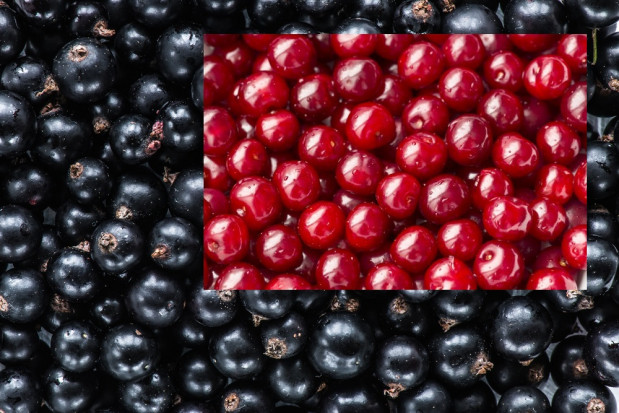 Na rynku czarnej porzeczki i wiśni panują odmienne nastroje/ fot. shutterstock Korzystny sezon dla producentów czarnej porzeczki. Rynek wiśni pozostał niepewny
