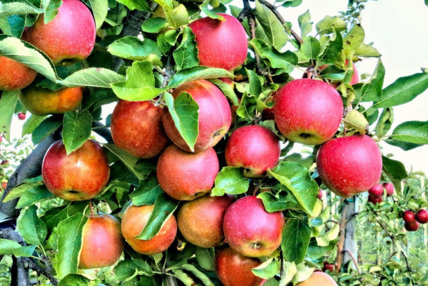 W Polsce szacuje się wzrost produkcji jabłek z 2,9 mln ton na 3,4 mln ton w nadchodzącym sezonie/ fot. unsplash.com Prognosfruit 2020: Wzrost produkcji jabłek w Polsce w porównaniu z zeszłym rokiem