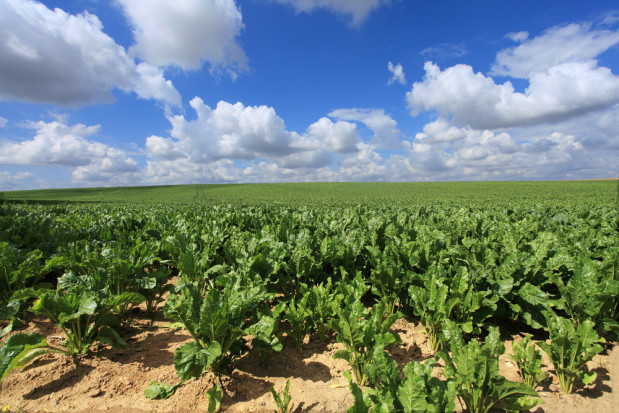 Z petycją do władz francuskich o zezwolenie na użycie neonikotynoid zwróciły się wspólnie regiony produkcyjne i konfederacja plantatorów buraka.fot.shutterstock.com Uprawy buraka cukrowego we Francji zagrożone z powodu zakazu neonikotynoidów