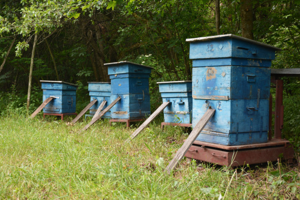 Pod hasłem „Pszczoły wracają do lasu” Lasy Państwowe prowadzą liczne działania na rzecz zapylaczy/ fot.shutterstock.com Leśnicy podejmują działania w trosce o owady zapylające