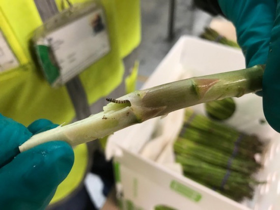 Gąsienica Elasmopalpus lignosellus w wygryzionym przez siebie chodniku w pędzie szparaga importowanego z Peru do Wielkiej Brytanii (dzięki uprzejmości Animal and Plant Health Agency, Wielka Brytania)/ fot. za PIORiN Nowe zagrożenia fitosanitarne dla Polski (raport PIORiN)