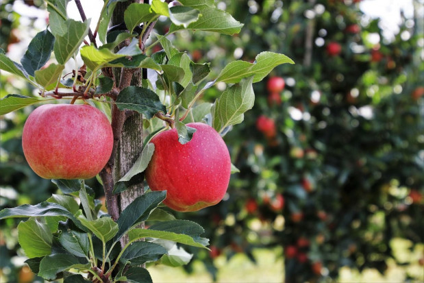 Zbiory jabłek w Polsce w 2020 roku mają wynieść około 3,4 mln ton/ fot. pixabay Prognosfruit 2020: Zbiory większości odmian jabłoni wyższe niż rok temu