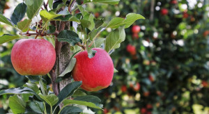 Prognosfruit 2020: Zbiory większości odmian jabłoni wyższe niż rok temu