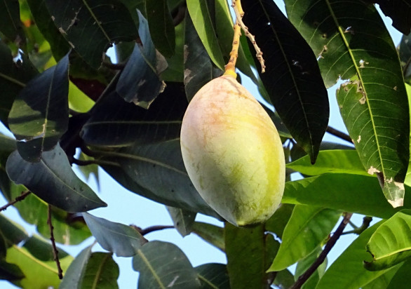 Imponującej wielkości owoc zostanie wpisany do Księgi Rekordów Guinnessa/fot.pixabay.com W Kolumbii wyhodowano największe mango świata