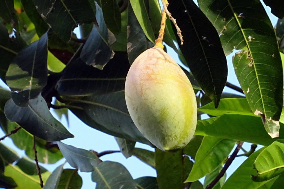 W Kolumbii wyhodowano największe mango świata