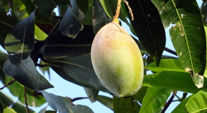 W Kolumbii wyhodowano największe mango świata