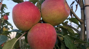 Z wizytą w kwaterze jabłoni odmiany Arszam (zdjęcia)