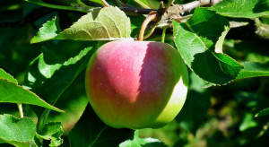 Ochrona przedzbiorcza jabłoni – jaka strategia?