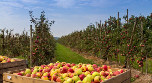 Wyższe zbiory jabłek w Polsce, w UE - spadki głównie we Francji i na Węgrzech