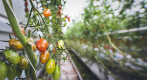 Tomato mottle mosaic virus – jakie objawy powoduje na roślinach?