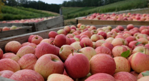 Rozpoczęły się zbiory jabłek w Południowym Tyrolu