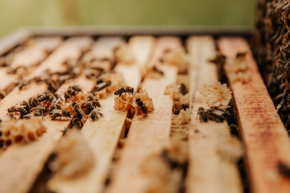 Szacuje się, że w Polsce po zimowli nastąpił spadek 15-20 proc. rodzin pszczelich/ fot. unsplash.com Pszczelarze: w tym roku pszczoły chętnie się roiły, będzie mniej miodu