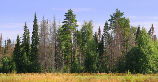 Najwyższy poziom zagrożenia pożarowego obowiązuje na południu województw pomorskiego i zachodniopomorskiego/ fot. shutterstock IBL: zagrożenie pożarowe we wszystkich polskich lasach