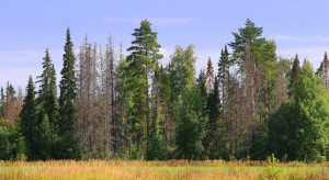 IBL: zagrożenie pożarowe we wszystkich polskich lasach