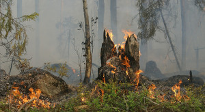 W sierpniu, do połowy miesiąca, w Lasach Państwowych wybuchło 101 pożarów