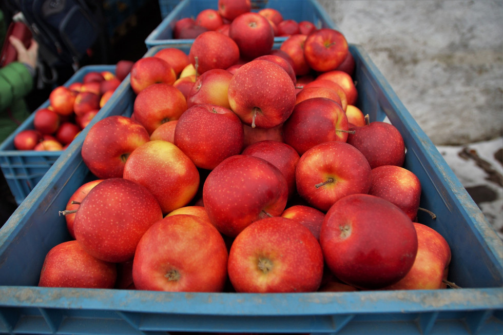 RPA planuje rekordową dostawę jabłek do Europy