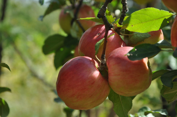 Wzrasta produkcja ekologicznych jabłek w Holandii