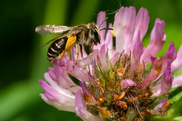 Naukowcy testują nowe substancje wspomagające odporność pszczół