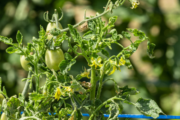 Nowe wymagania UE dla rozsady oraz nasion pomidora i papryki
