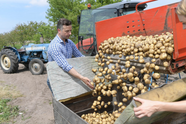 Krajowe Dni Ziemniaka, to coroczne spotkanie osób związanych z branżą ziemniaka. /Fot.shutterstock.com Prezydent do uczestników Potato Poland: produkcja ziemniaków - ważnym elementem bezpieczeństwa żywnościowego