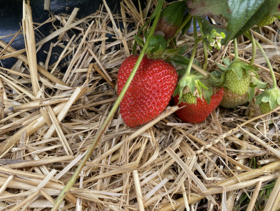 Uprawa truskawki powtarzającej nie należy do łatwych; fot Doradca Jagodowy Z wizytą na plantacji truskawki powtarzającej. Największe zagrożenia agrotechniczne (zdjęcia)
