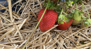 Z wizytą na plantacji truskawki powtarzającej. Największe zagrożenia agrotechniczne (zdjęcia)