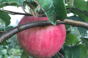 3 ciekawe odmiany letnich jabłek, którymi warto się zainteresować