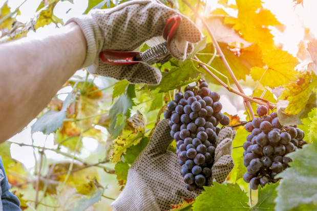 Deklaracje dotyczące uczestników rynku wina należy złożyć do 31 sierpnia/ fot.shutterstock.com KOWR przypomina: Deklaracje dotyczące uczestników rynku wina do 31 sierpnia
