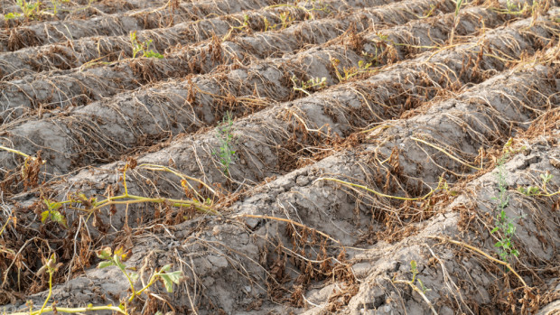 Susza rolnicza nadal się utrzymuje, jednak największa jest w północno-zachodniej Polsce/ fot. shutterstock.com IUNG: susza utrzymuje się we wszystkich województwach w kraju
