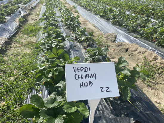Odmiana Verdi Czym jest projekt BerryTech 2020? (zdjęcia)