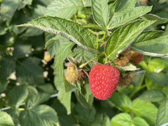 Maliny Czym jest projekt BerryTech 2020? (zdjęcia)